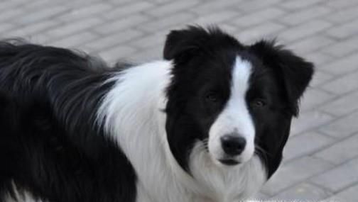 怎样训练哈士奇大小便