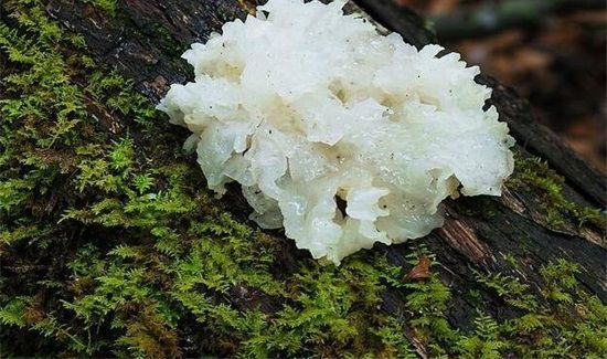 木耳泡过捞出来隔夜后能吃吗