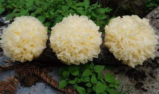 正确泡木耳的方法