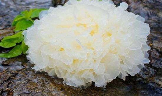 木耳的功效与作用