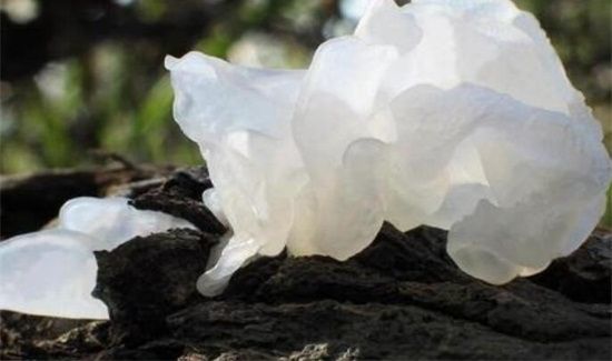 木耳被泡发后怎么储存