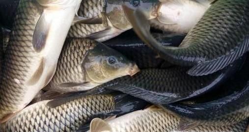 夏季美食知多少