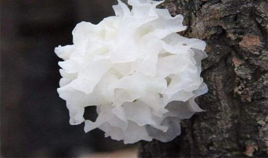 泡发的木耳冷冻7天能吃吗