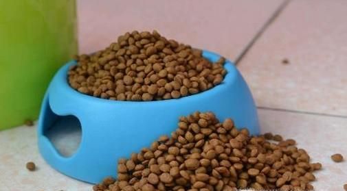 养宠物狗要准备哪些东西