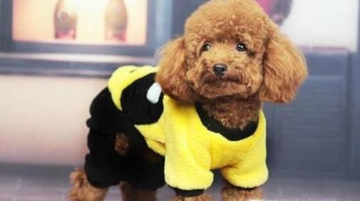 养宠物狗要准备哪些东西