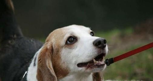 养宠物狗要准备哪些东西