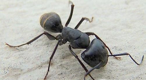 如何彻底杀死家里的蚂蚁