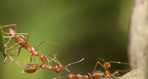 如何彻底杀死家里的蚂蚁