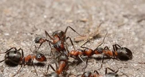如何彻底杀死家里的蚂蚁