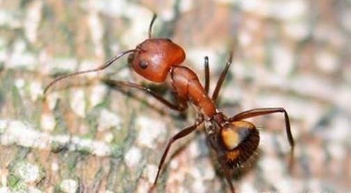 如何彻底杀死家里的蚂蚁