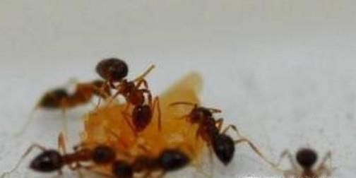 如何彻底杀死家里的蚂蚁