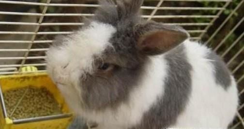 刚出生小兔子被母亲抛弃怎么办？