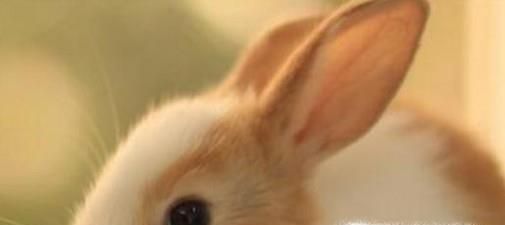 刚出生小兔子被母亲抛弃怎么办？