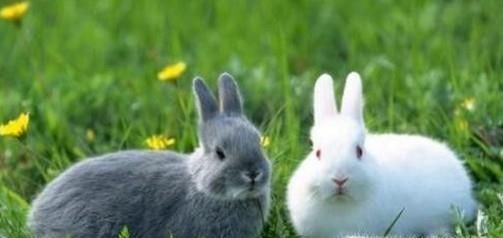刚出生小兔子被母亲抛弃怎么办？