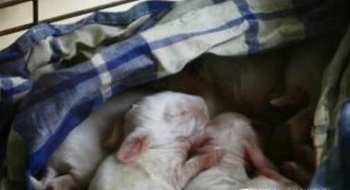 刚出生小兔子被母亲抛弃怎么办？