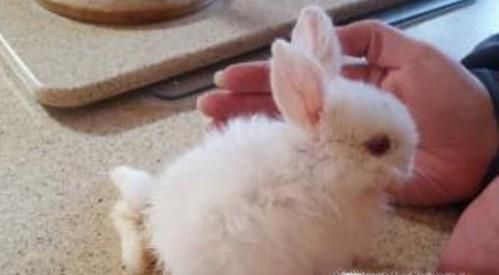 刚出生小兔子被母亲抛弃怎么办？