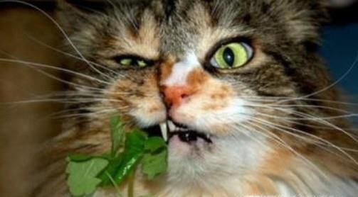 猫薄荷是什么，有什么作用功效