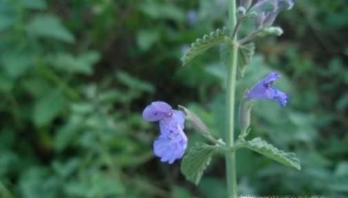 猫薄荷是什么，有什么作用功效