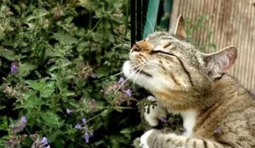 猫薄荷是什么，有什么作用功效