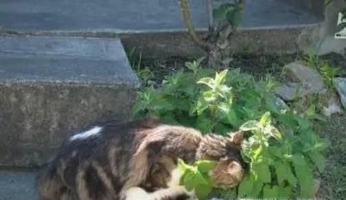 猫薄荷是什么，有什么作用功效
