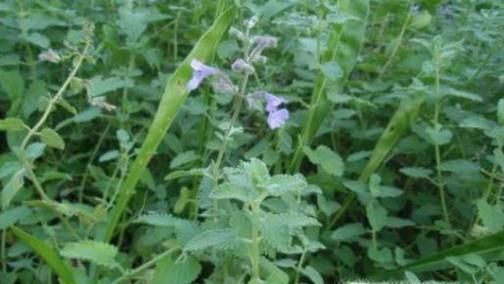 猫薄荷是什么，有什么作用功效