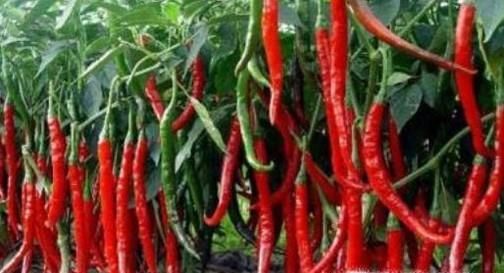 扁平疣如何彻底根除