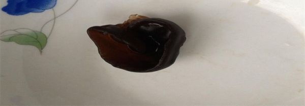 煮熟的隔夜木耳有毒吗