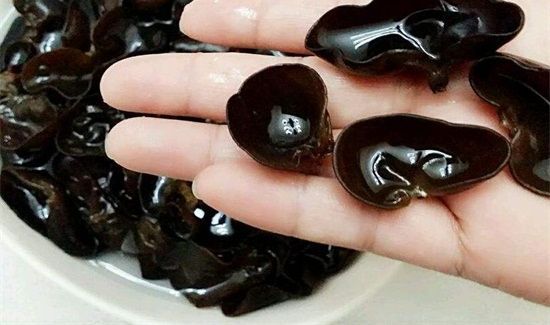 木耳的食用与禁忌