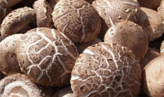 香菇泡多久就不能吃了