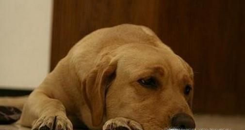 狗狗没精神怎么办