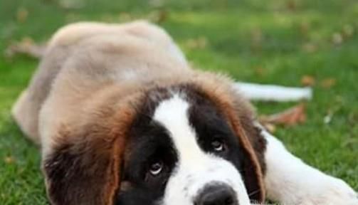 狗狗没精神怎么办