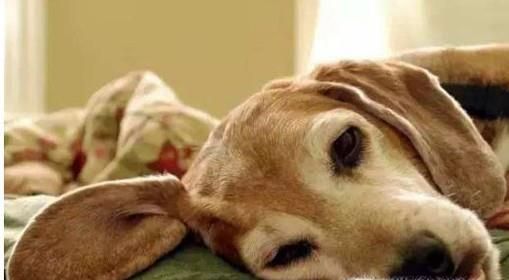 狗狗没精神怎么办