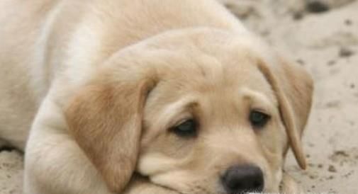 狗狗没精神怎么办