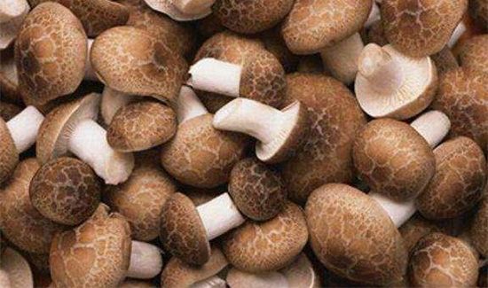 干香菇保质期多长时间