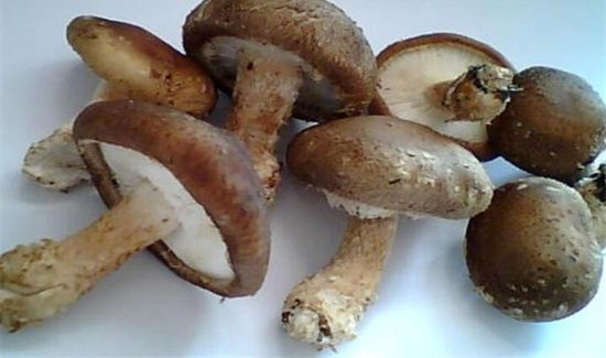 干香菇过了保质期能吃吗