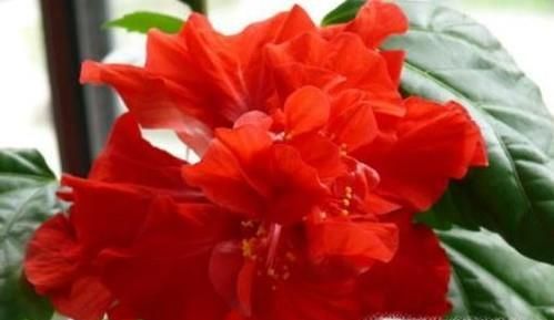 家里怎么养殖木菊