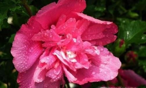 家里怎么养殖木菊