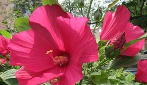 家里怎么养殖木菊