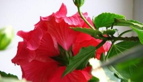 家里怎么养殖木菊