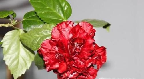 家里怎么养殖木菊