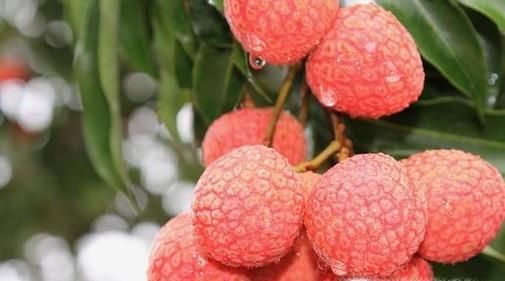 荔枝的保鲜方法