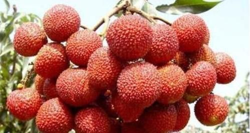 荔枝的保鲜方法