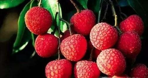 吃荔枝不上火的五种方法