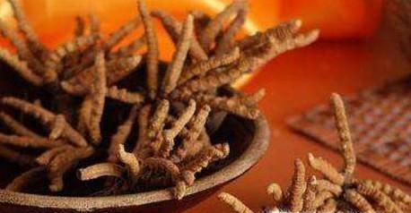 冬虫夏草泡水喝好吗