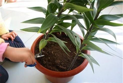 百合开完花后怎么处理