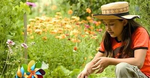 百合开完花后怎么处理