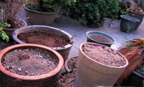 百合开完花后怎么处理