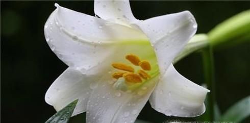 百合开完花后怎么处理