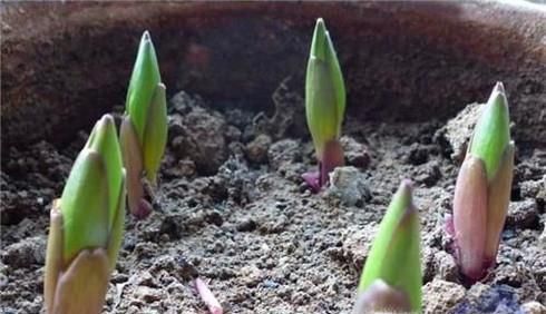 百合开完花后怎么处理