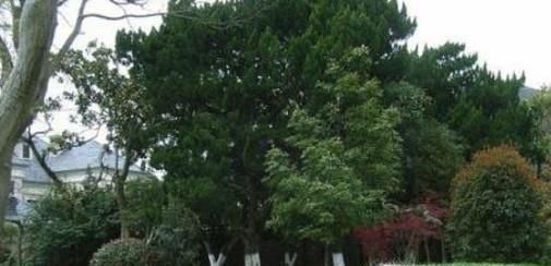 园林景观植物配置------北方常见树种